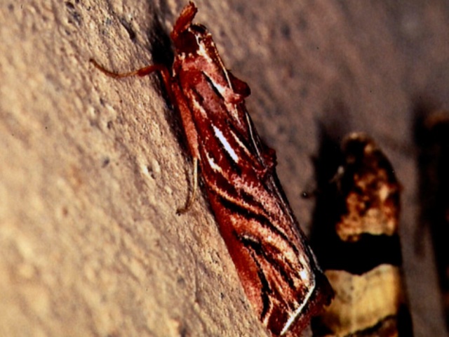 Trachypteryx magella